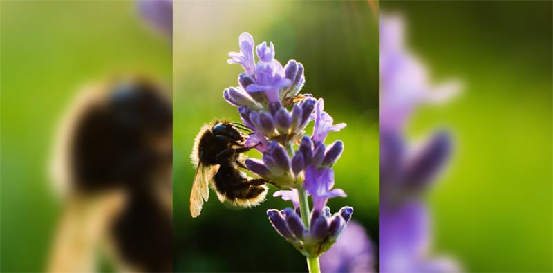 Bienenfreundliche Pflanzen sollen den Ort ökologisch aufwerten.