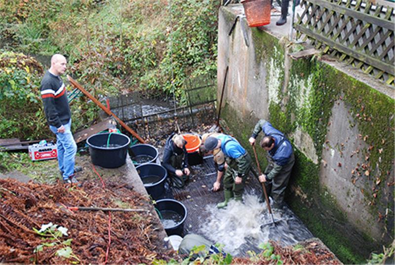 Abfischen in Appelbeck Abfischen in Appelbeck