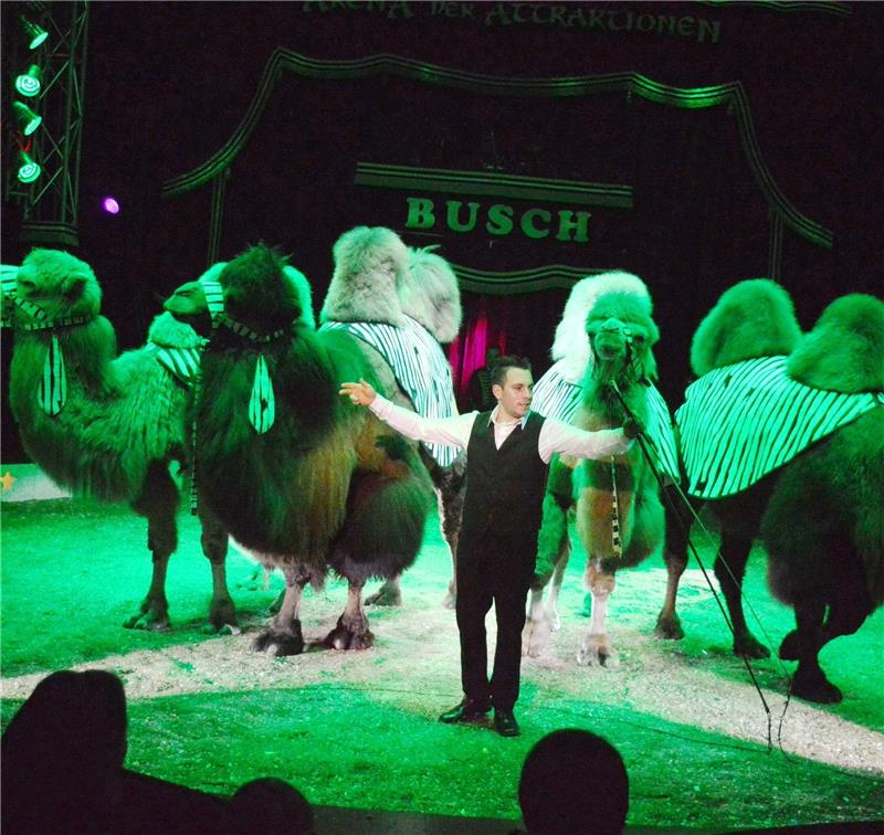 Der Zirkus Paul Busch kommt erstmals nach Buxtehude – unter anderem mit einer Kamelkarawane .