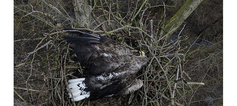 Der erschossene Seeadler aus Balje hat überregional Schlagzeilen gemacht. Er wurde Ende Januar getötet, wie eine Untersuchung ergab. Im Visier der Staatsanwaltschaft ist ein 65-Jähriger aus Balje, der tatverdächtig ist.