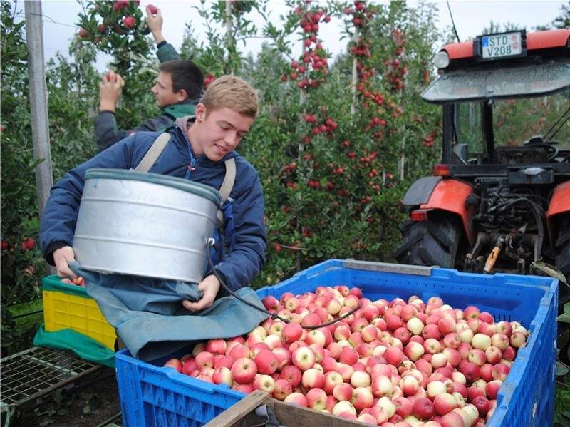 Die Apfel-Ernte im Alten Land - hier auf dem Obstbauzentrum Esteburg in Jork - geht zu Ende: Die Qualitäten sind top, die Preise zufriedenstellend. Foto Vasel
