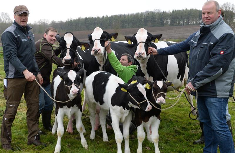 Kuh-Drillinge bekommen Nachwuchs Die Kuhfamilie auf dem Hof von Klaus und Karen Wohlers hält einig für das Foto zusammen. Foto Kordländer