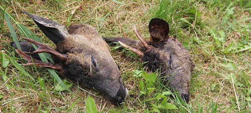Die abgetrennten Köpfe zweier Rehböcke ließen Wilderer in der Twielenflether Jagd zurück. Fotos Meybohm