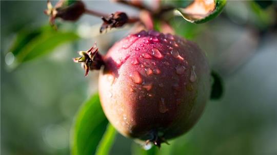 Ein Apfel mit Wassertropfen hängt an einem Baum auf einer Plantage im Alten Land.