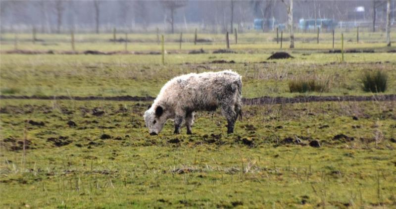 Ein Galloway-Rind im März 2016 auf der Weide bei Groß Sterneberg: 23 Tiere sind tot, der Bio-Landwirt hielt aber nach dem Unglück zunächst noch etwa 100 weitere Tiere.