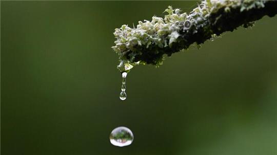 Ein Regentropfen fällt von einer Pflanze.
