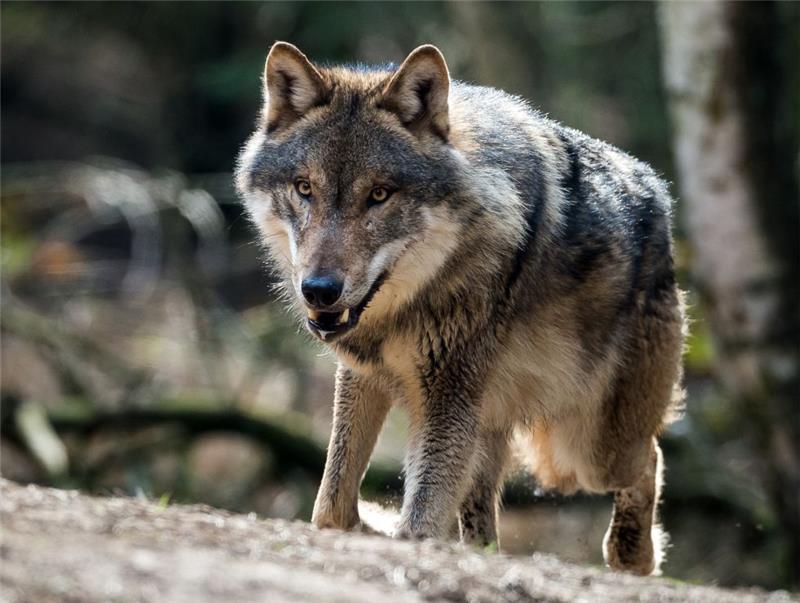Ein Wolf ist in seinem Gehege im Wildpark Schorfheide in Groß Schönebeck (Brandenburg) am 05. April 2016 zu sehen. Foto: Patrick Pleul/dpa