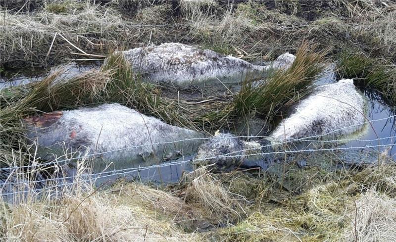 Eine traurige Szene aus dem März 2016: Einige der etwa ein Jahr alten Galloway-Jungbullen sind in einem tiefen Graben im Moor vermutlich ertrunken. Ein TAGEBLATT-Leser schickte das Foto.