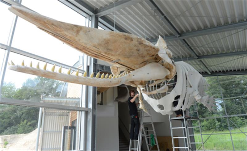 „Lächelnder“ Wal empfängt die Besucher Grischa Funke-Rumpf (l.) und Eike Willenbockel von der Jugendbauhilfe Stade versehen das Skelett des Pottwals im Natureum mit einem Schutzanstrich.