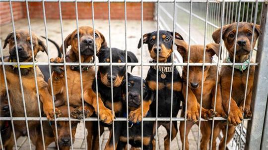 Hunde lehnen an dem Gitter eines Zwingers in einem Tierheim. Viele deutsche Tierheime sind überfüllt, manche haben sogar einen Aufnahmestopp verhängt.