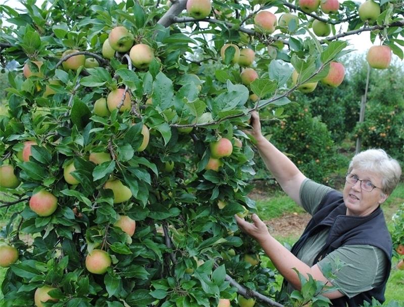 Obstbäuerin Anke Olters erntet die Frühapfelsorte Delbarestival . Auf dem dem Wochenmarkt heißt der Apfel bei vielen „Sommer-Elstar“. Foto Vasel