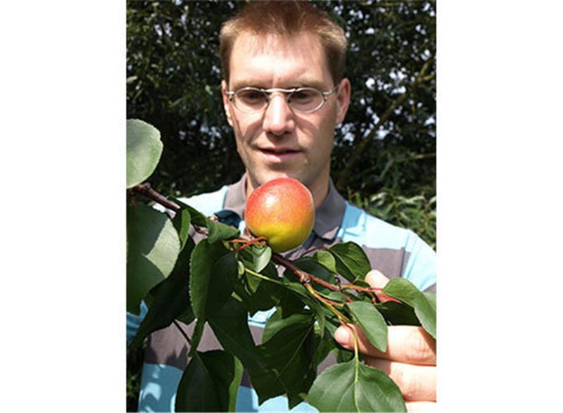 Steinobst-Experte Martin Kockerols vom Obstbauzentrum „Esteburg“ in Jork hat Pfirsiche und Aprikosen an der Niederelbe im Blick. Foto Vasel