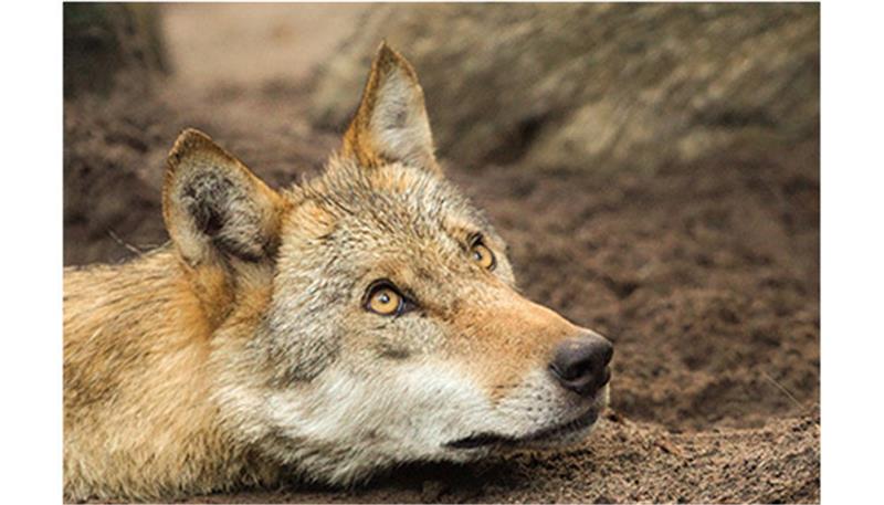 Wölfe sind die große Leidenschaft von Jörn Weidt. Im Wolfcenter Dörverden kam er seinen Lieblingstieren ganz nah. Durch eine Fotoklappe konnte er die freie Sicht auf die Wölfe genießen und traumhafte Fotos schießen. Fotos Weidt