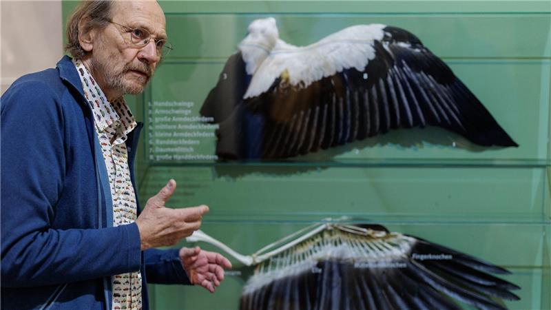  Alfons Rolf Bense zeigt im Westfälischen Storchenmuseum ein Exponat zur Anatomie des Weißstorchs. 