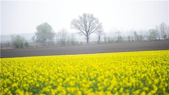 Ein leuchtend gelbes Rapsfeld unter grauem Himmel in Jork.
