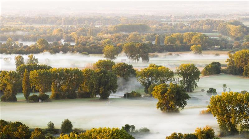  Bäume im Nebel: Dichte Nebelschwaden ziehen bei Sonnenaufgang durch die Leinemasch in der Region Hannover.