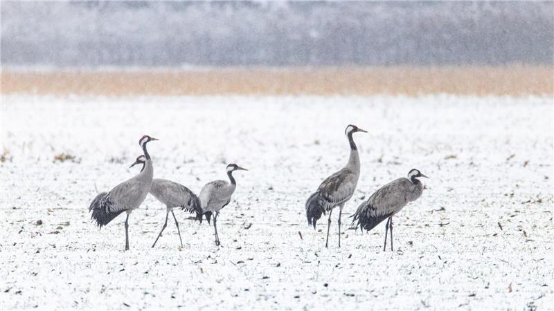  Der Heimzug durch Niedersachsen beginnt im Februar und kann bis Ende März dauern.