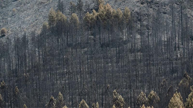 Großer Waldbrand bei Madrid außer Kontrolle Der Klimawandel erhöht die Wahrscheinlichkeit von Waldbränden, weil Perioden mit Trockenheit und Hitze länger werden.
