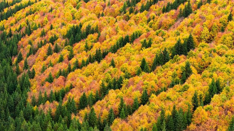 So sind die Urlaubsregionen in den Herbstferien gebucht Die Harzer Wälder leuchten im Herbst grün, gelb, rot und orange. (Archivfoto)