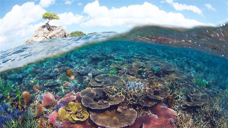 WWF-Bericht: Igeln geht es schlechter, Seeadlern besser . Die Klimakrise führt zu Rekordtemperaturen im Wasser, durch die in den tropischen Meeren der ganzen Welt die Korallenriffe bleichen. (Handout)