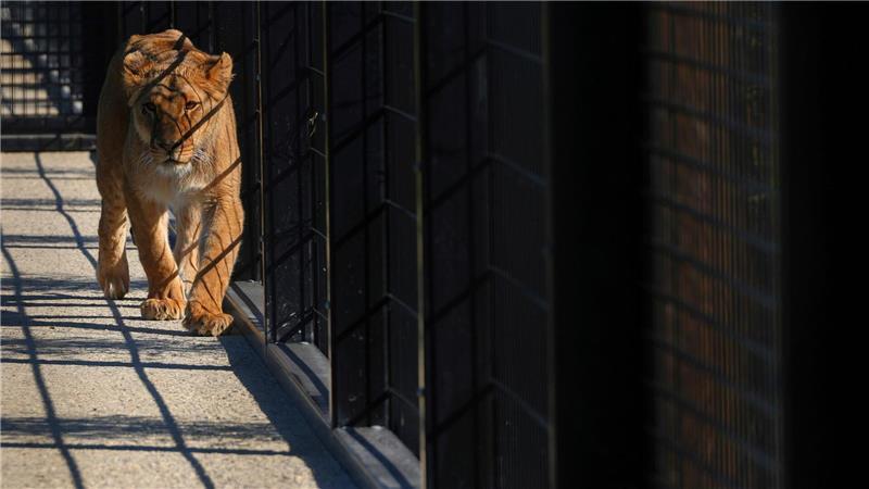 Gerettet aus der Ukraine: Löwen bekommen neues Zuhause Die Tiere sollen künftig in der südenglischen Grafschaft Kent leben.