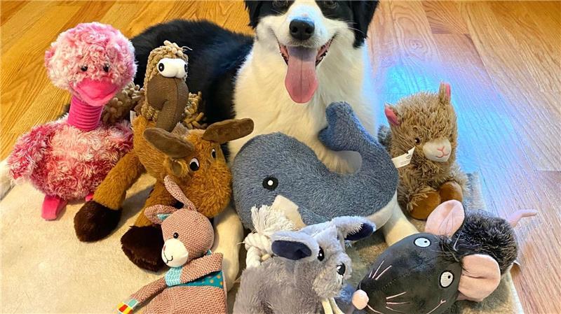  Die sieben Jahre alte American Shepherd-Hündin kannte bereits vor dem Versuch viele Spielzeuge.