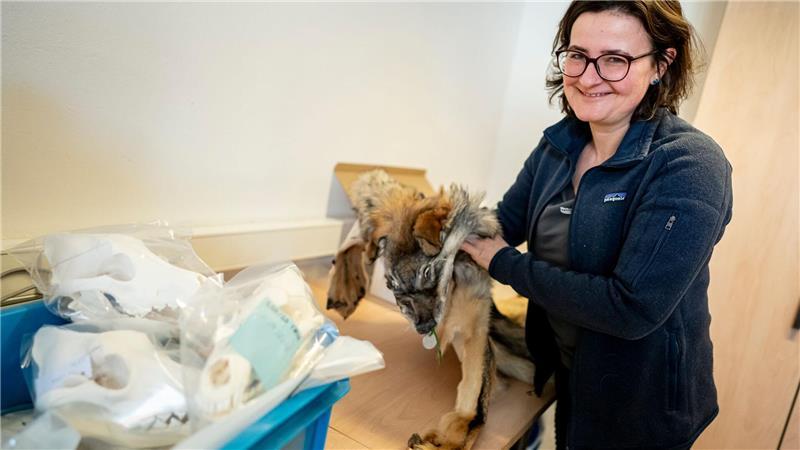  Im Naturkundemuseum werden die Teile einer großen Wolfs-Sammlung in Kisten und Kartons verstaut.