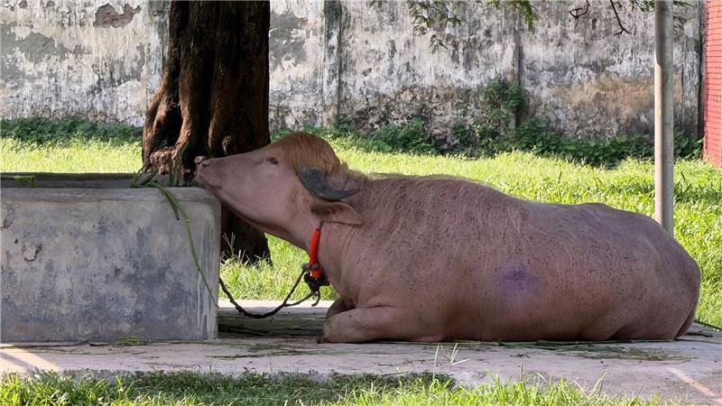  In Bangladesch wird ein Albino-Büffel durch seine blonde Haartolle zum Internet-Star - und in letzter Minute gerettet.
