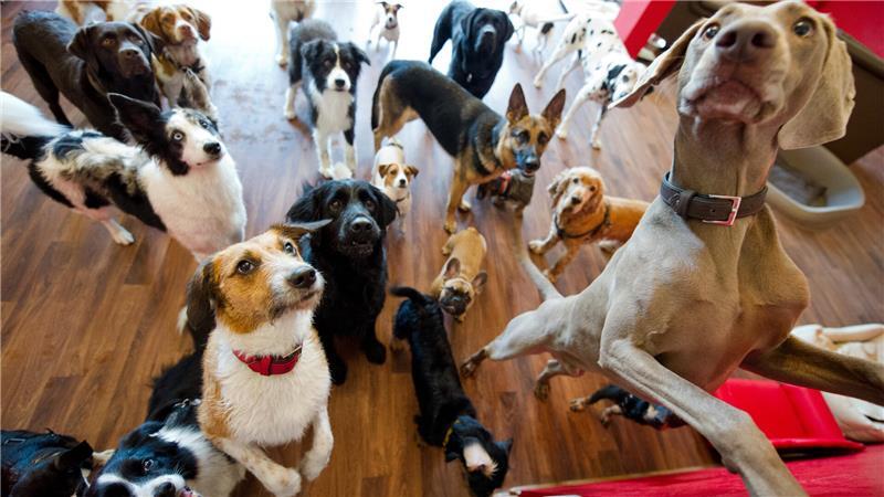  In einer Tagesstätte hat der Hund die Möglichkeit, enge Freundschaften zu anderen Hunden zu entwickeln.