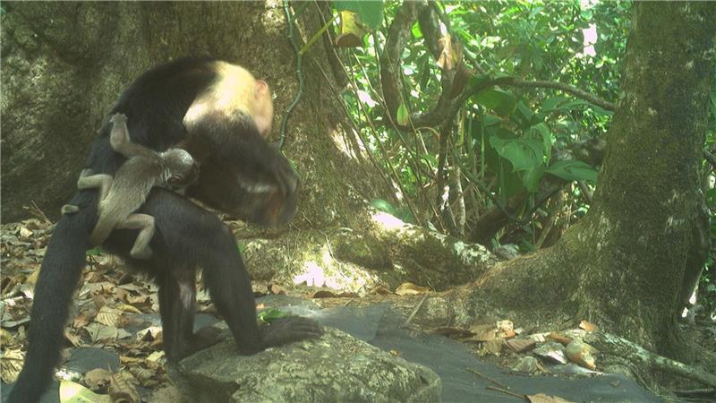 Tödliche Mode: Affenbabys als lebendes Accessoire Männchen einer Kapuzineraffen-Gruppe verschleppen kleine Brüllaffen und tragen sie mit sich herum.