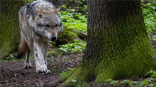  Mehr als 500 Wölfe leben nach Schätzungen derzeit in Niedersachsen - und damit mehr als in Norwegen und Schweden zusammen.
