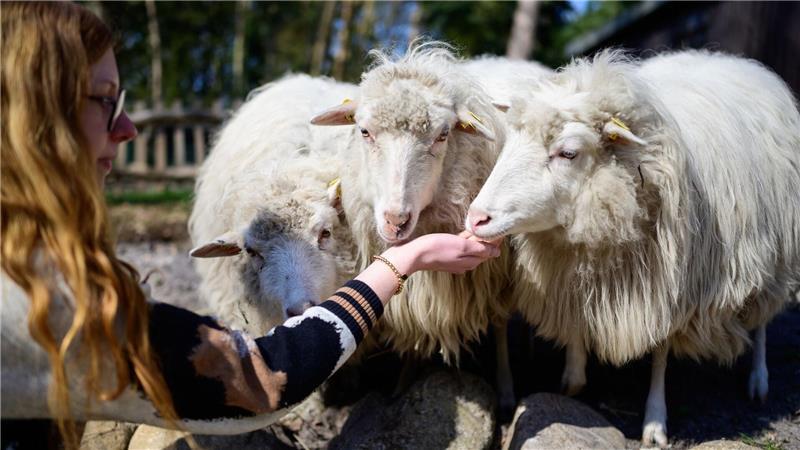  Moorschnucken im Weltvogelpark.