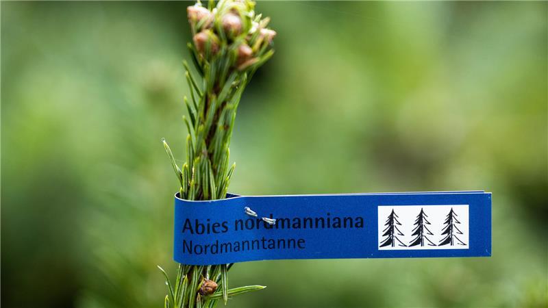  Nadelt nicht und hält lange - Nordmanntannen sind bei vielen Leuten beliebt.