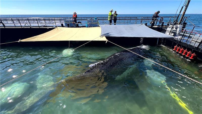  Noch muss der Wal den tagelangen Transport um die Nordspitze Dänemarks herum durch das Skagerrak überstehen. 