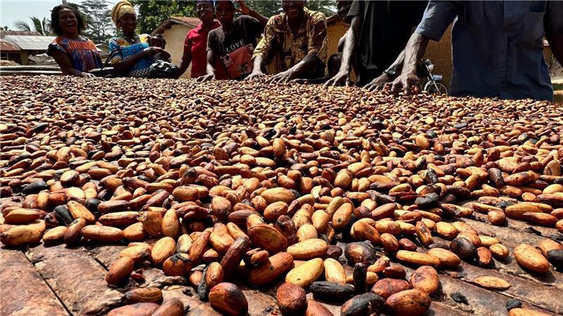 Kakao-Krise in Westafrika lässt Schoko-Hasen schrumpfen Rund 80 Prozent des Kakaos in Deutschland kommt aus der Elfenbeinküste und Ghana.