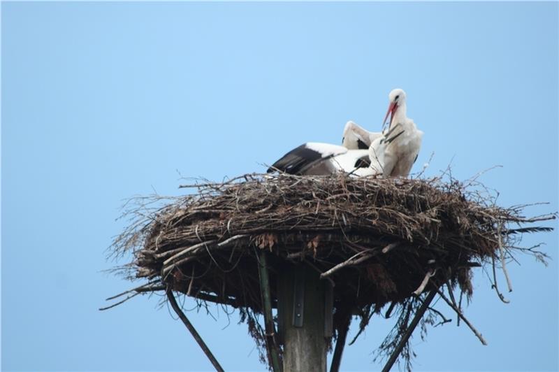 ... kurz darauf kommt der Elternstorch angeflogen und es gibt Abendessen.