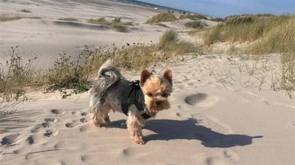 ... und auch Elvis liebt den Strand, sagt Martina Reuels.