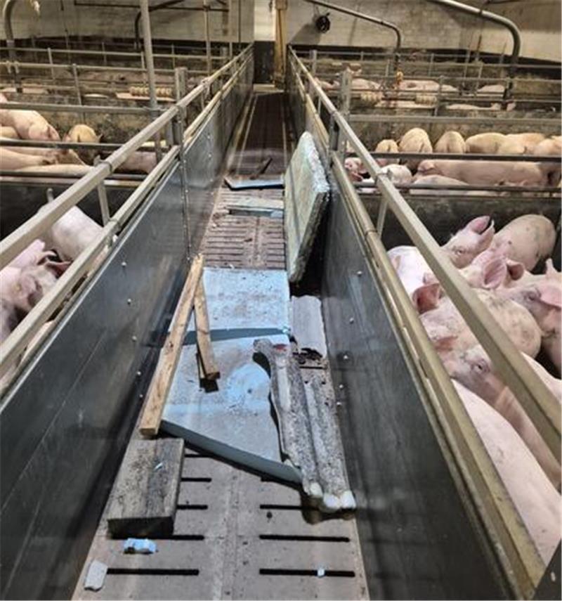 ... und landete zum Glück der Länge nach im Mittelgang des Schweinstalls.