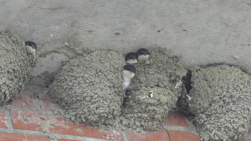 122 Mehlschwalbennester begeistern Vogelfreunde am Ruthenstrom-Sperrwerk auf Krautsand. Der Nachwuchs fordert piepsend Nahrung, die Elterntiere flitzen hin und her, um Insekten heranzuschaffen.