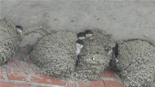 122 Mehlschwalbennester begeistern Vogelfreunde am Ruthenstrom-Sperrwerk auf Krautsand. Der Nachwuchs fordert piepsend Nahrung, die Elterntiere flitzen hin und her, um Insekten heranzuschaffen.