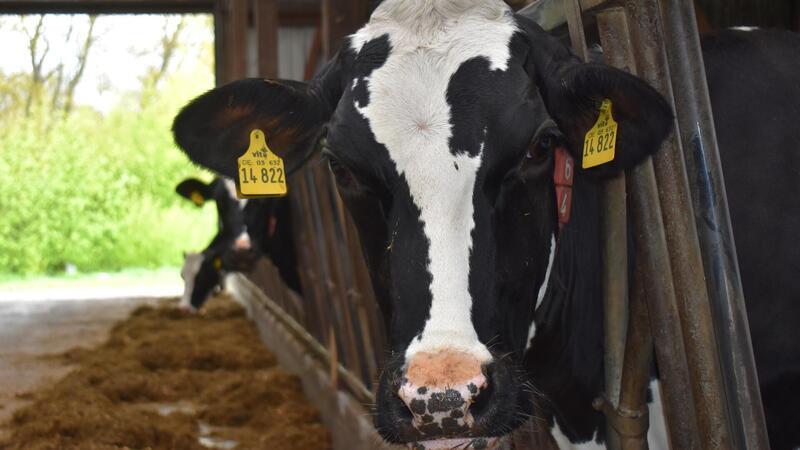 130 Milchkühe plus die weibliche Nachzucht halten die Kücks auf ihrem Betrieb in Gnarrenburg. Gefüttert werden sie im Wesentlichen mit Gras und Mais von den eigenen Flächen.