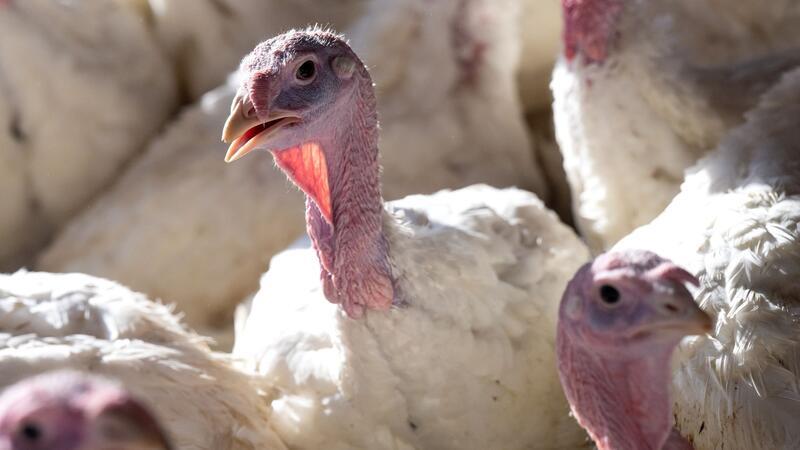 Dritter Vogelgrippe-Ausbruch innerhalb kurzer Zeit - Weihnachtsgänse in Gefahr? 14 Wochen alte Puten stehen in einem Stall. Die Vogelgrippe ist in den vergangenen Tagen in mehreren deutschen Geflügelhöfen ausgebrochen.
