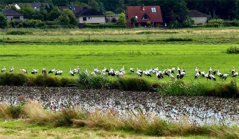 2) Ein Storchentrupp ist an der Schwinge unterwegs. Foto: Stefanie Kleingünther