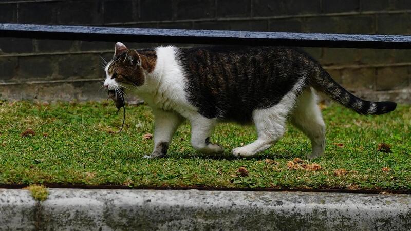Warum gibt es eine Hunde- und keine Katzensteuer? 2011 ergab eine Studie in den USA, dass frei laufende Katzen mindestens mitbeteiligt seien an der Ausrottung von weltweit 33 Tierarten.