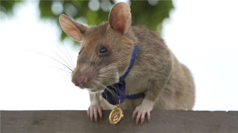 Denkmal für eine Ratte: Minenheld Magawa wird zur Legende 2020 bekam Magawa bereits für seine Leistungen eine spezielle Medaille - als erste Ratte überhaupt. (Archivbild)