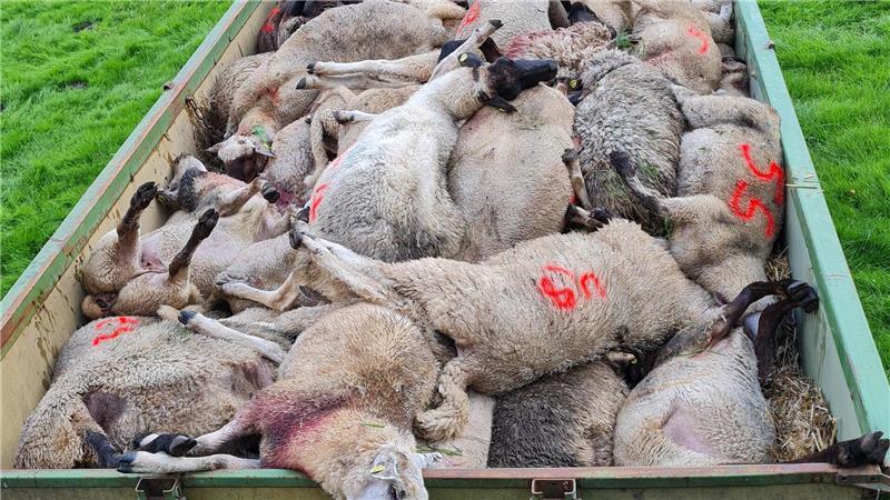 2023 wurden auf einer Weide bei Gräpel 55 Schafe von einem Wolf getötet.