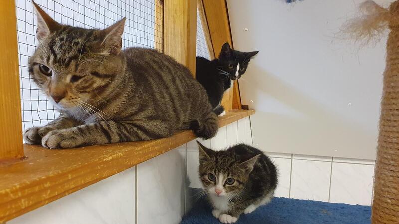 21 Kitten aller Altersklassen warten derzeit im Tierasyl Heimatlos in Wittstedt auf ein Zuhause. 