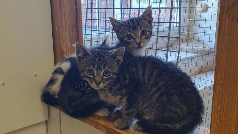21 Kitten warten derzeit im Tierasyl Heimatlos in Wittstedt auf ein Zuhause. Wie diese circa 12 Wochen alten, aber eher scheuen Katzenkinder.