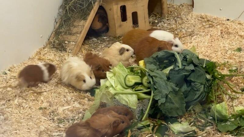 21 Meerschweinen sind in zwei Transportboxen ausgesetzt worden, die in Plastiktüten steckten und in der prallen Sonne standen.