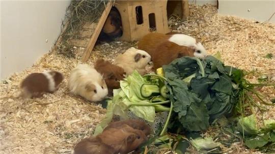 21 Meerschweinen sind in zwei Transportboxen ausgesetzt worden, die in Plastiktüten steckten und in der prallen Sonne standen.